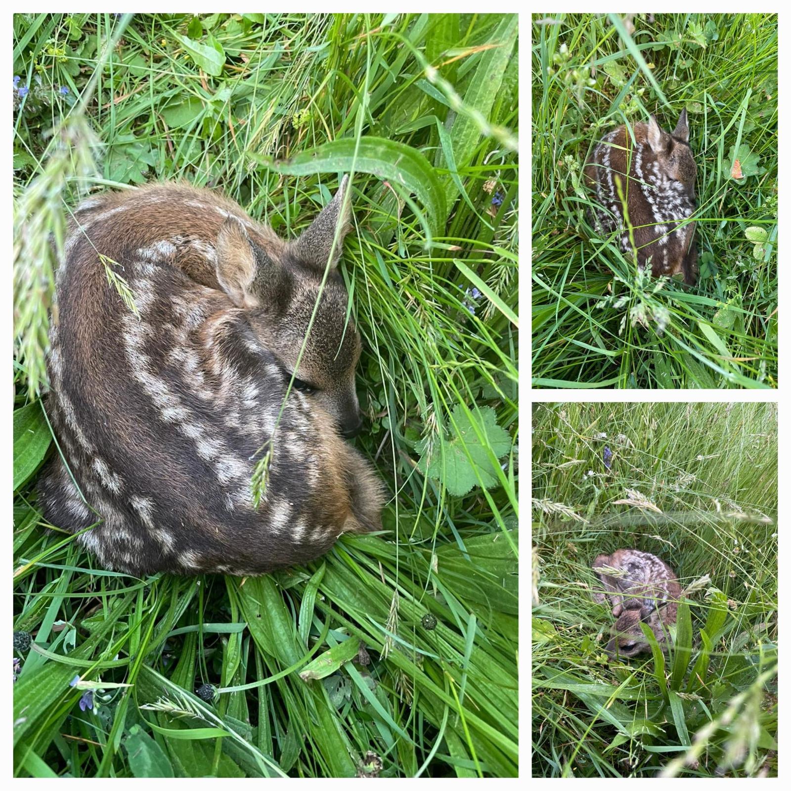 Rehkitz versteckt im Gras