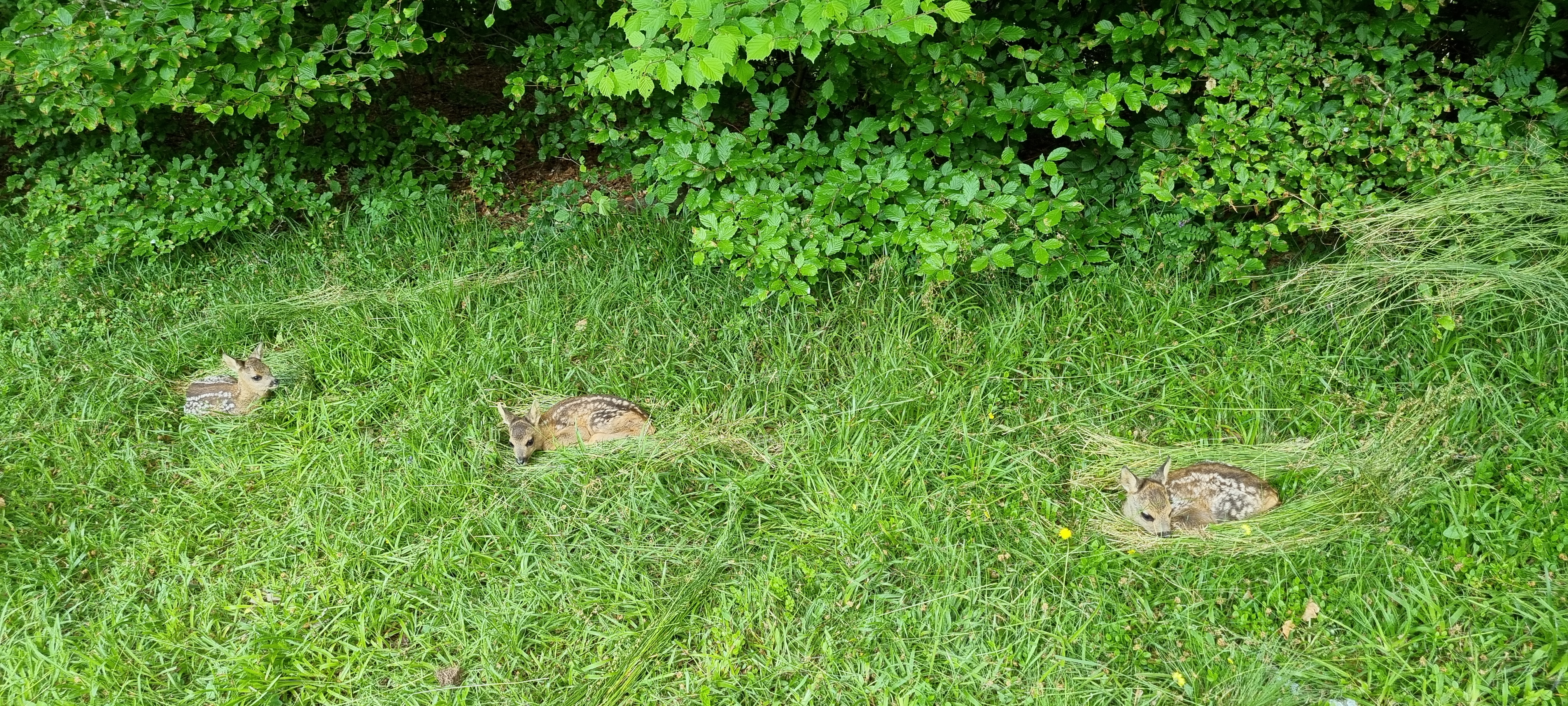 Drei Rehkitze versteckt im hohen Gras — fast unsichtbar für das menschliche Auge